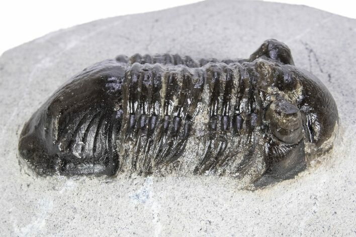 Bargain, Paralejurus Trilobite Fossil - Ofaten, Morocco #341189